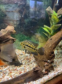 Red sholder Severum, Red spotted Severum, Jaguar Cichlid, Blood parrot