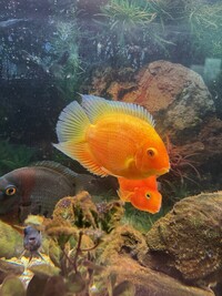 Red sholder Severum, Red spotted Severum, Jaguar Cichlid, Blood parrot