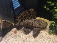 Large 12 inch Sailfin Pleco and Gold Severum