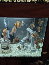 Juvenile Discus for sale