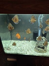 Juvenile Discus for sale