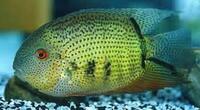 Wanted: Spotted Severum: Heros Notatus