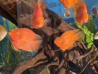 STUNNING SOUTH AMERICAN CICHLIDS - LIST IN DESCRIPTION