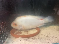 Midas male 10 inch