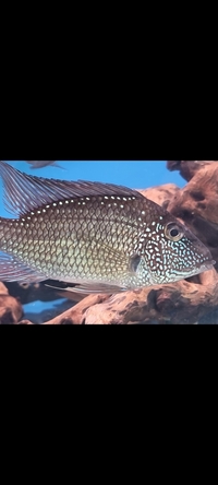 Geophagus Satanoperca Leucosticta x 6