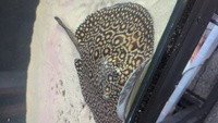 Mini marble motorro male stingray