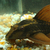 Rusty pleco, great alge eaters 5inch