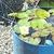 Water Lily crowns Nymphaea alba