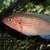 Cichlids, Large tinfoil barbs and a frontosia cichlid