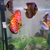 Stendker Discus for Sale