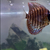 Stendker Discus for Sale