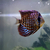 Stendker Discus for Sale