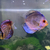 Stendker Discus for Sale