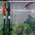 Stendker Discus for Sale