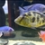 VARIOUS MALAWI CICHLIDS FOR SALE