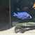 VARIOUS MALAWI CICHLIDS FOR SALE