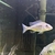 VARIOUS MALAWI CICHLIDS FOR SALE