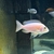 VARIOUS MALAWI CICHLIDS FOR SALE