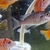 VARIOUS MALAWI CICHLIDS FOR SALE