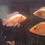 Amphilophus Citinellum Midas cichlids x 3