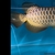 Show Quality F2 Purebreed Malaysian Golden Crossback Arowana