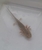 Baby Axolotl s copper. £30.