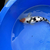 FOR SALE KOI CARP