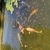 Koi Carp - quick sale needed