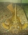 Large Luteus Pleco - Phase 3 - 12inch+