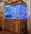 Stunning 600L Oak Aquarium with Fish, High-End Equipment, and Accessories £1000