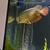 GOLDEN CROSSBACK AROWANA REDUCED £375 STUNNING FISH 18 INCH