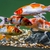 Koi fishes and pond equipment for sale