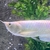 Albino Silver Arowana 9”