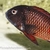 Moliro Firecracker Tropheus - Adult Group