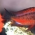 Moliro Firecracker Tropheus - Adult Group