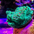 Chilli pepper monti marine frags