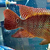 Large Red terror 9/10 inch for sale £100