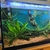 Closing down tanks: Equipment & Aquarium for sale