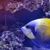 Majestic Angel Fish Adult Reef Tank Marine Aquarium Leeds