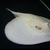 Golden Base Albino Pearl Stingray MALE