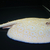 Golden Base Albino Pearl Stingray MALE