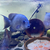 Rare Madagascar Cichlids