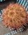 Marine fish / Large Red Collector Urchin