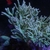 Large Green Sinularia Soft Finger Leather Coral for Marine Aquarium