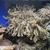 Large Green Sinularia Soft Finger Leather Coral for Marine Aquarium